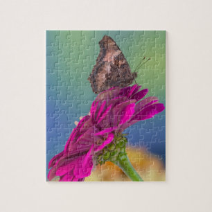 Ein Schwalbenschwanz Schmetterling Papilio Multi