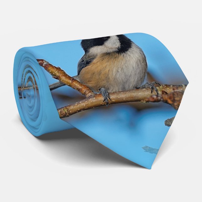 Ein schwarz gekapptes Chickadee auf dem Birnbaum Krawatte (Gerollt)