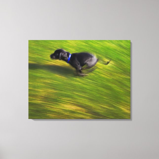Ein schwarzer Hund läuft Leinwanddruck (Vorderseite)
