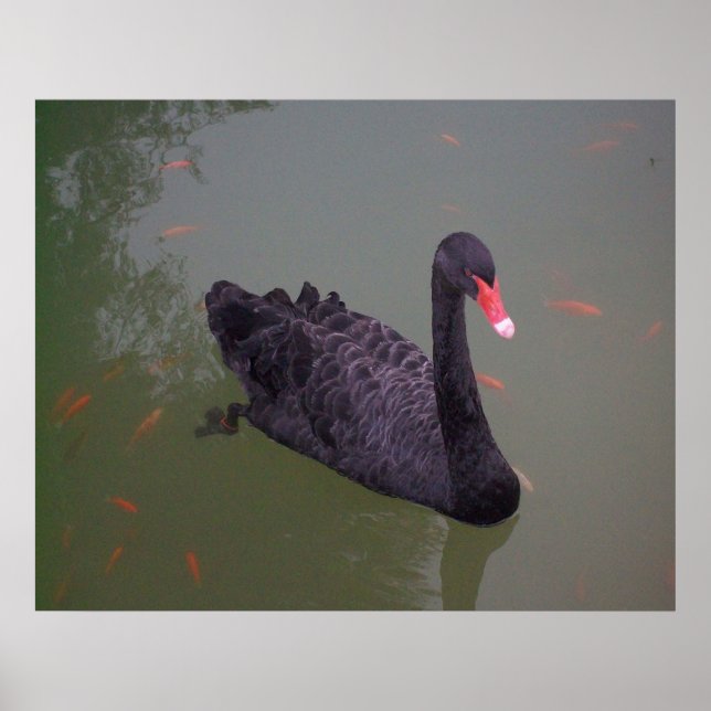Ein schwarzer Schwan am Wasser Poster (Vorne)
