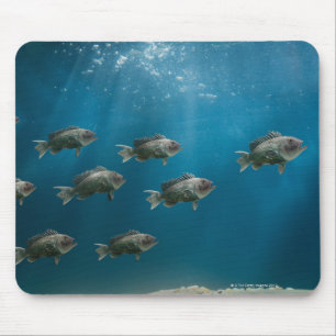 Ein schwarzer Seebarsch führt zur Schule Mousepad