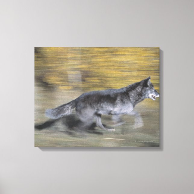 Ein schwarzer Wolf auf der Flucht Leinwanddruck (Vorderseite)