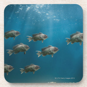 Ein Schwarzes Meer Bass, eine Schule führend Getränkeuntersetzer