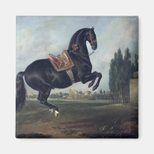 Ein schwarzes Pferd darstellend das Courbette Magnet