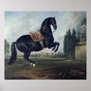 Ein schwarzes Pferd darstellend den Courbette Poster