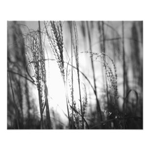Ein Schwarzweiss-Foto des hohen Grases am Fotodruck