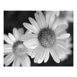 Ein Schwarzweiss-Foto einer Blume Fotodruck