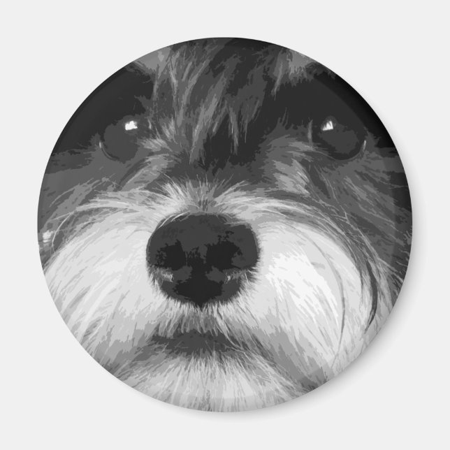 Ein Schwarzweiß-Miniaturschnauzer Magnet (Vorne)