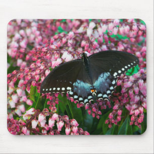 Ein Schwefel-Schmetterling In der Familie Phoebi Mousepad