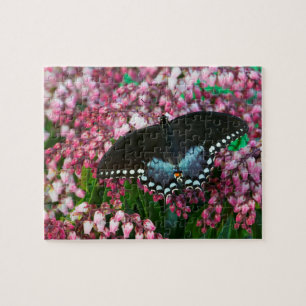 Ein Schwefel-Schmetterling   In Der Phoebis-Famili