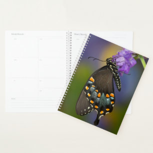 Ein Schwefel-Schmetterling Planer