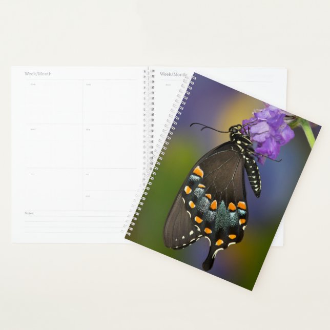Ein Schwefel-Schmetterling Planer (Anzeige)