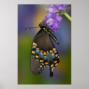 Ein Schwefel-Schmetterling Poster