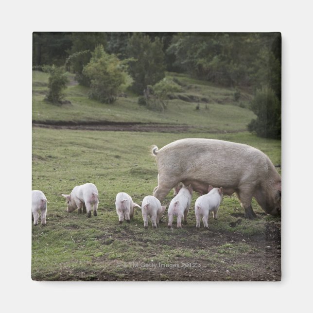 Ein Schwein mit Ferkeln im Feld Magnet (Vorne)