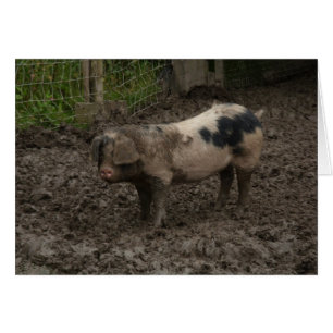 Ein Schweine im Schlamm