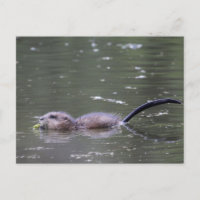 Ein schwimmender und fressender Muskrat.
