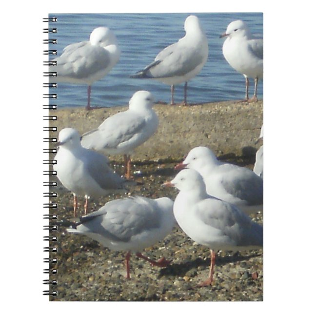 Ein Seagulls-Notebook Notizblock (Vorderseite)