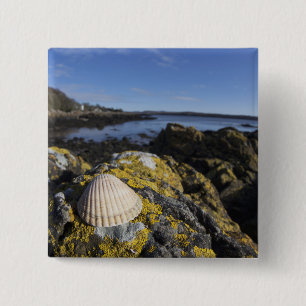 Ein Seashell sitzt auf einem Felsen Dumfries, Button