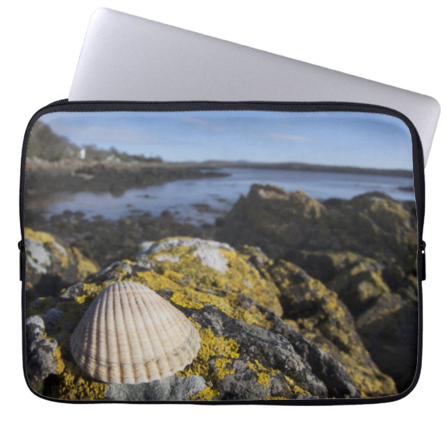 Ein Seashell sitzt auf einem Felsen | Dumfries, Laptopschutzhülle (Vorderseite)