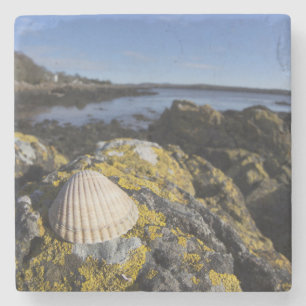 Ein Seashell sitzt auf einem Felsen Dumfries, Steinuntersetzer
