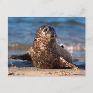 Ein Seehundbaby, das im Children's Pool an Land ko Postkarte