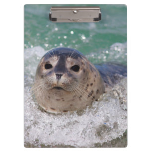 Ein Seehundbaby surft Klemmbrett
