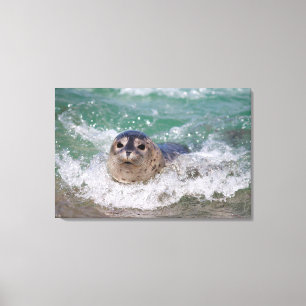 Ein Seehundbaby surft Leinwanddruck