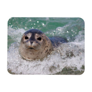 Ein Seehundbaby surft Magnet