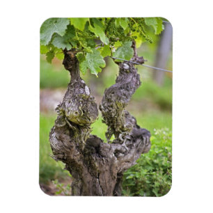Ein sehr alter Rebstock im Weinberg Clos de l'Echo Magnet