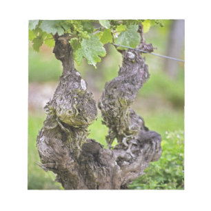 Ein sehr alter Rebstock im Weinberg Clos de l'Echo Notizblock