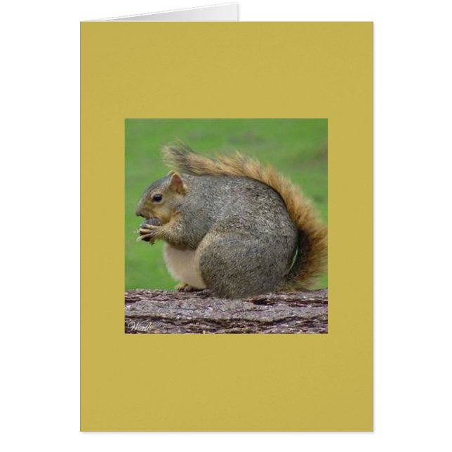 Ein sehr fettes Eichhörnchen (Vorne)