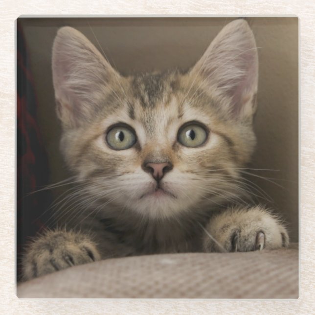 Ein sehr süßes Tabby-Kätzchen Glasuntersetzer (Vorderseite)