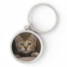 Ein sehr süßes Tabby-Kätzchen