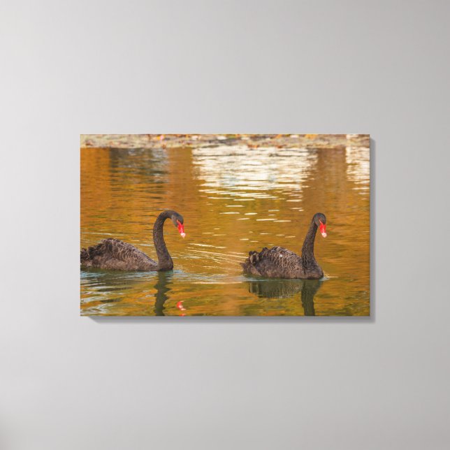 ein seltenes Vorbild für schwarzen Schwan auf umma Leinwanddruck (Vorderseite)