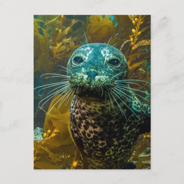 Ein seltsamer Hafen Siegel Kelp Forest | Santa Bar Postkarte (Vorderseite)