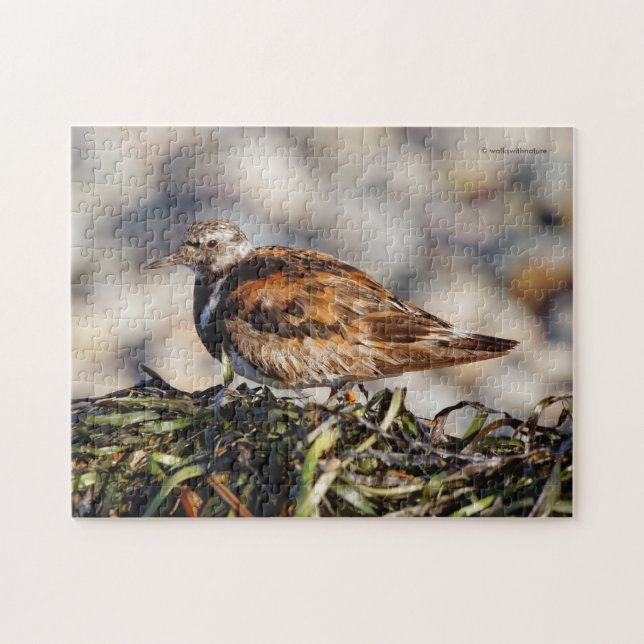 Ein Showroom von Ruddy Turnstone Shorebird (Horizontal)
