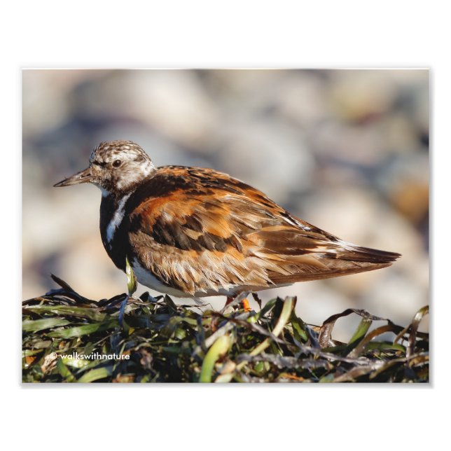 Ein Showstop Ruddy Turnstone Fotodruck (Vorne)