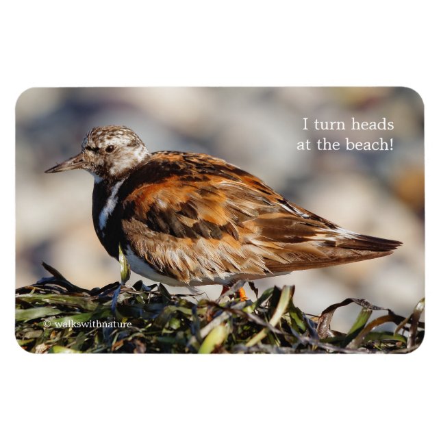 Ein Showstop Ruddy Turnstone Magnet (Horizontal)