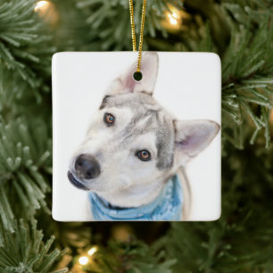 Ein sibirischer Husky-Mix kippt seinen Kopf Keramikornament