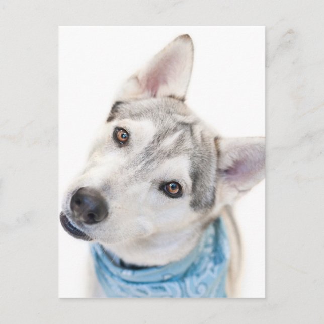 Ein sibirischer Husky Mix kippt seinen Kopf Postkarte (Vorderseite)