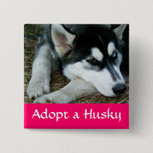 Ein sibirisches Husky-Welpen-Hund Pin Button übern