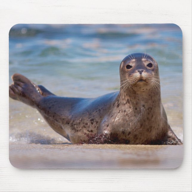 Ein Siegel am Strand entlang der Pazifikküste Mousepad (Vorne)