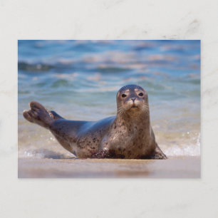 Ein Siegel am Strand entlang der Pazifikküste Postkarte