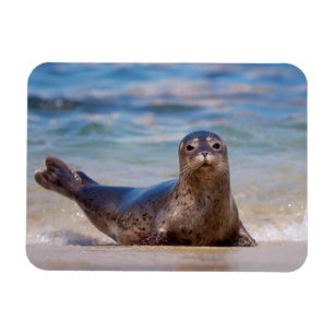 Ein Siegel auf einem Strand entlang der Magnet