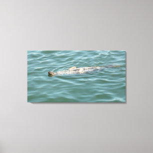 Ein Siegel schwimmt und sonnig Leinwanddruck