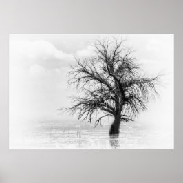 EIN SINGLE BAUM IN EINEM SCHWIMMBAD MIT FOG POSTER