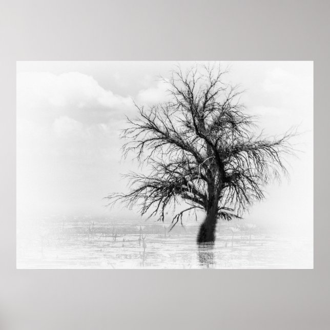 EIN SINGLE BAUM IN EINEM SCHWIMMBAD MIT FOG POSTER (Vorne)