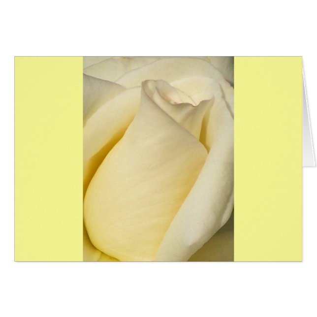 Ein Single Rose_ (Vorderseite (Horizontal))