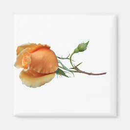 Ein Single Rose Schneiden Magnet