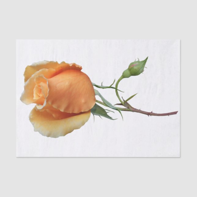 Ein Single Rose Schneiden Seidenpapier (Vorderseite)